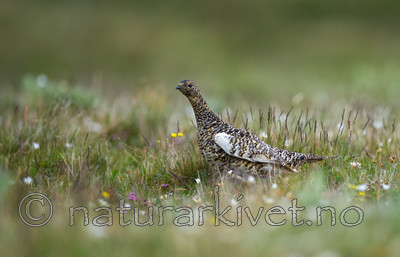 BB 13 0110 / Lagopus muta / Fjellrype